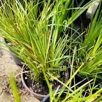 Carex elata (Висока острица)