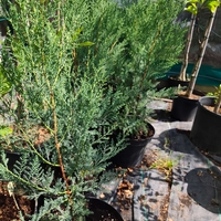 Cupressocyparis leylandii 'Blue Jeans'