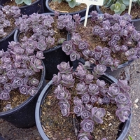 Sedum spathulifolium Purpureum