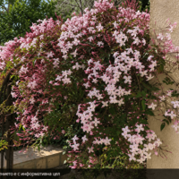 Jasminum × stephanense (Жасмин)