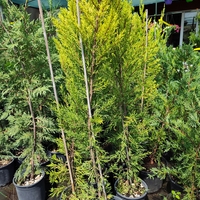 Cupressocyparis 'Goldcrest' (Лимонов кипарис)