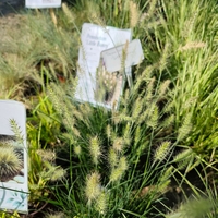 Pennisetum alopecuroides ‘Little Bunny’