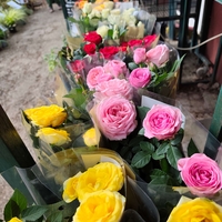 Rosa Mini (Мини стайна роза)
