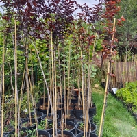 Prunus cerasifera 'Nigra' (Червенолистна джанка)