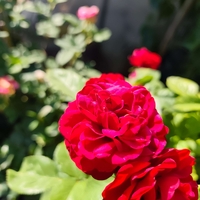 Rosa spp. – щамбова роза (Роза на присадка)