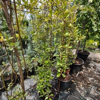Salix caprea 'Kilmarnock' (Плачеща върба 'Килмарнок')