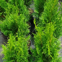 Thuja occidentalis 'Smaragd' (Туя Смарагд)