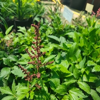 Astilbe (Астилбе)