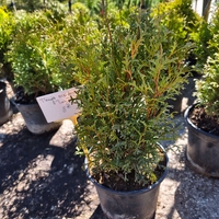 Thuja occ. Tiny Tim