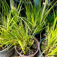 Carex elata (Висока острица)