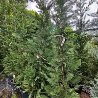 Cuprocyparis leylandii 'Pyramidalis'