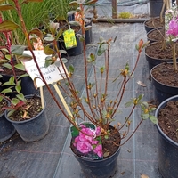 Azalea japonica Babuschka