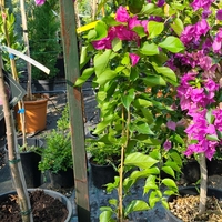 Bougainvillea glabra (Бугенвилия)