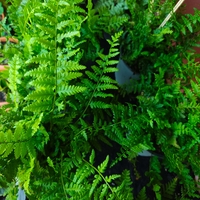 Dryopteris filix-mas (Мъжка папрат)