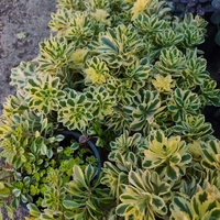 Sedum 'The Edge'