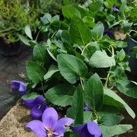Platycodon grandiflorus (Платикодон)