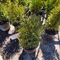 Thuja occ. Tiny Tim