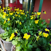 Viola × wittrockiana (Градинска теменужка)