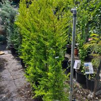 Cupressocyparis 'Goldcrest' (Лимонов кипарис)