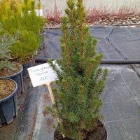 Picea glauca Conica