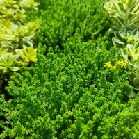 Sedum acre 'Aureum' (Златист седум)