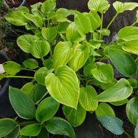 Hosta