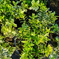 Euonymus japonicus ‘Microphyllus Aureovariegatus’ (Дребнолистен японски чашкодрян)