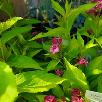 Weigela florida ‘Olympiade’