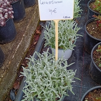 Cerastium tomentosum