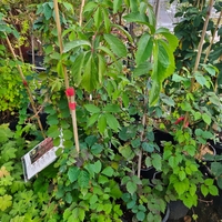 Parthenocissus quinquefolia ( дива лоза )