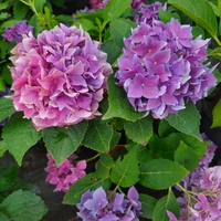Hydrangea macrophylla
