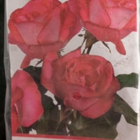 Храстовидна роза на гол корен