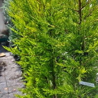 Cupressocyparis 'Goldcrest' (Лимонов кипарис)
