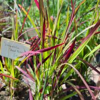 Imperata cylindrica 'Red Baron'