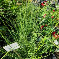 Juncus effusus ‘Spiralis’ (Спираловидна дзука)