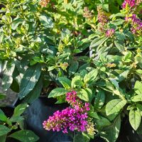 Buddleja mini (Компактна будлея)