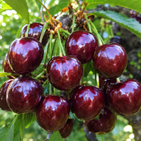 Prunus avium 'Lapins' (Череша 'Лапинс')