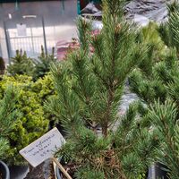 Pinus sylvestris Watereri