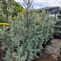 Cupressus arizonica (Аризонски кипарис)