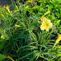 Hemerocallis Mini