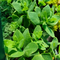 Sedum 'Hot Stuff'