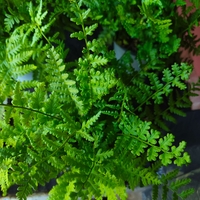 Dryopteris filix-mas (Мъжка папрат)