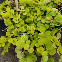 Lysimachia nummularia (Лизимахия)