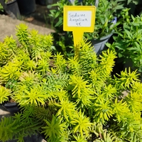 Sedum rupestre 'Angelina'