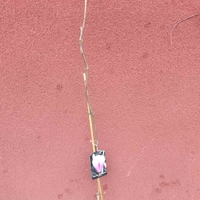 Мagnolia soulangeana Superba