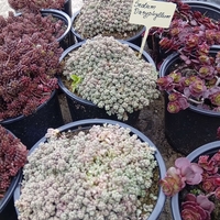 Sedum Dasyphyllum