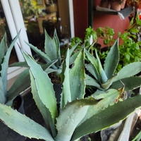 Agave (Агаве)