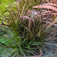 Pennisetum advena 'Little Rubin'