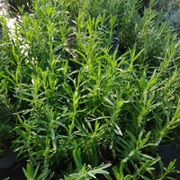 Lavandula angustifolia 'Rosea' (Лавандула 'Rosea')