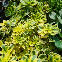 Sedum 'The Edge'